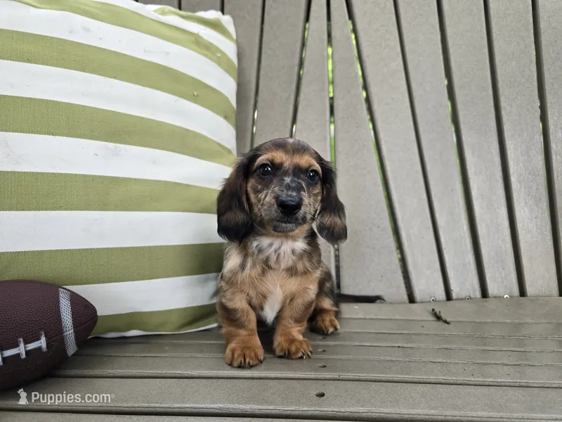 Frappuccino – Miniature Dachshund puppy for sale in Goshen, IN