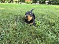 Zelda, a male Miniature Dachshund for sale in Goshen, IN – 3 of 5