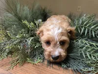 Redwood, a male Cavapoo for sale in Goshen, IN – 3 of 5