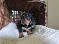Sven, a male Miniature Dachshund for sale in Goshen, IN – 4 of 5