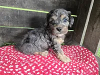 Hemlock, a male Cavapoo for sale in Goshen, IN – 3 of 6