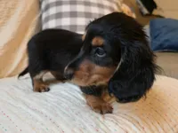 Robert, a male Miniature Dachshund for sale in Goshen, IN – Photo 4 of 4