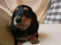 Robert, a male Miniature Dachshund for sale in Goshen, IN – Photo 2 of 4