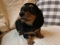 Robert, a male Miniature Dachshund for sale in Goshen, IN – Photo 3 of 4