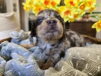 Peanut, a male Miniature Dachshund for sale in Goshen, IN – Photo 3 of 6