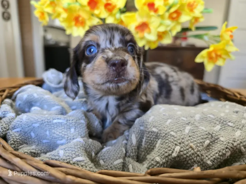 Peanut – Miniature Dachshund puppy on hold in Goshen, IN