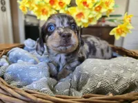 Peanut, a male Miniature Dachshund for sale in Goshen, IN – Photo 1 of 6