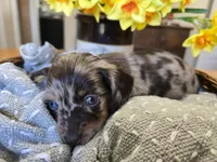Peanut, a male Miniature Dachshund for sale in Goshen, IN – Photo 5 of 6