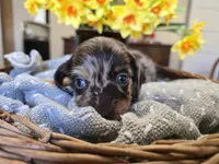 Peanut, a male Miniature Dachshund for sale in Goshen, IN – Photo 2 of 6