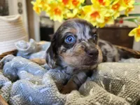 Peanut, a male Miniature Dachshund for sale in Goshen, IN – Photo 4 of 6
