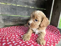 Rose, a female Cavapoo for sale in Goshen, IN – 3 of 6
