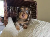 Douggie, a male Miniature Dachshund for sale in Goshen, IN – 4 of 5