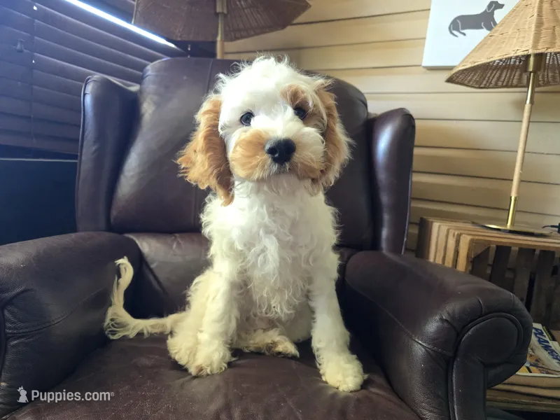 Mario – Cavapoo puppy for sale in Goshen, IN