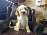 Mario, a male Cavapoo for sale in Goshen, IN – 1 of 5