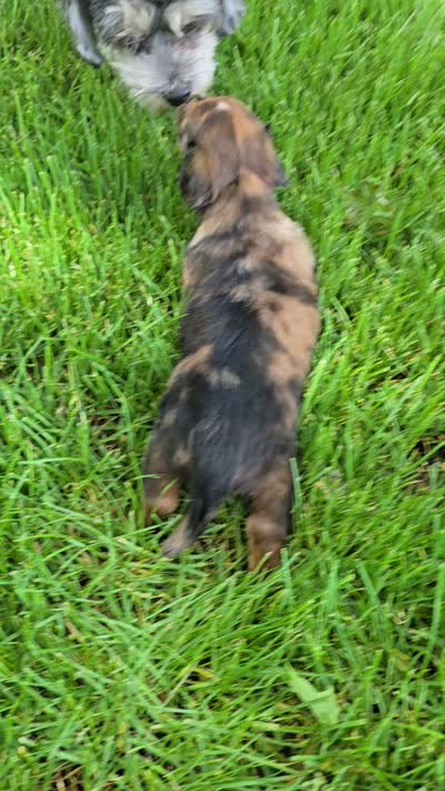 Affogato, a male Miniature Dachshund for sale in Goshen, IN – 5 of 5