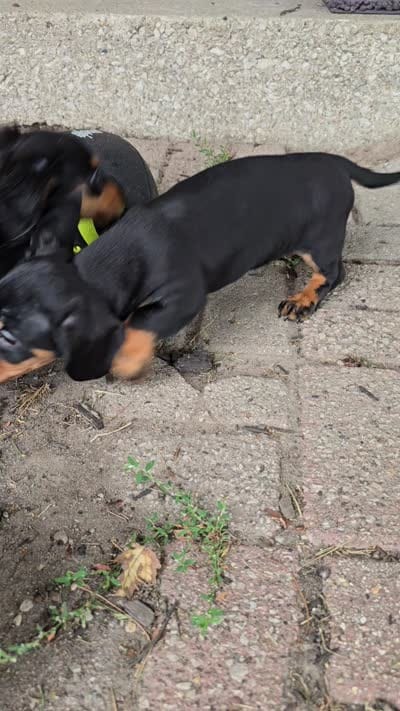 Zane, a male Miniature Dachshund for sale in Goshen, IN – 6 of 6