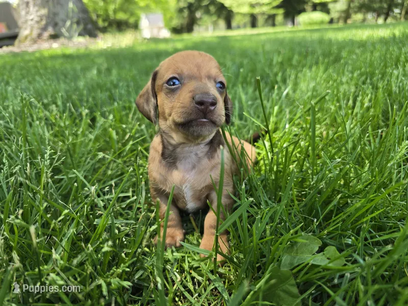 Dalgona – Miniature Dachshund puppy for sale in Goshen, IN