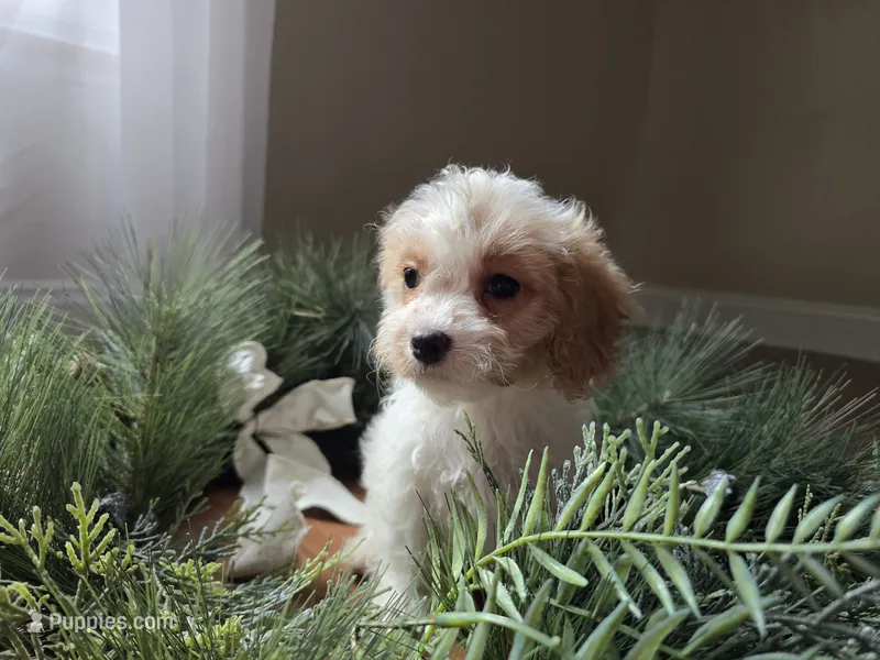 Buttercup – Cavapoo puppy for sale in Goshen, IN