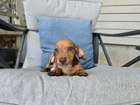 Dalgona, a male Miniature Dachshund for sale in Goshen, IN – 1 of 6