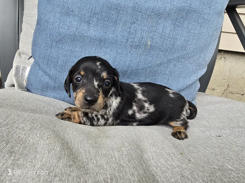 Espresso – Miniature Dachshund puppy for sale in Goshen, IN