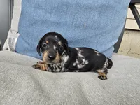 Espresso, a female Miniature Dachshund for sale in Goshen, IN – 1 of 5