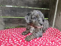 Hemlock, a male Cavapoo for sale in Goshen, IN – 5 of 6