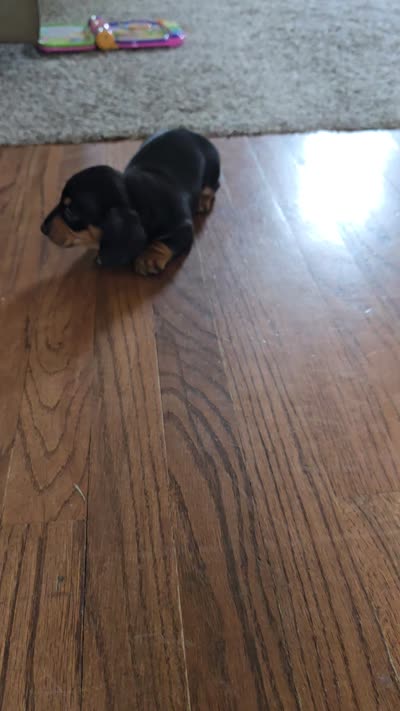 Sven, a male Miniature Dachshund for sale in Goshen, IN – 5 of 5