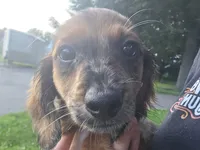 Frappuccino, a male Miniature Dachshund for sale in Goshen, IN – 3 of 6