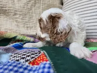 Daisy, a male Cavapoo for sale in Goshen, IN – Photo 3 of 5