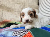 Daisy, a male Cavapoo for sale in Goshen, IN – Photo 4 of 5