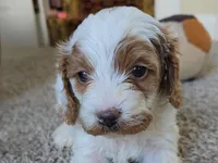 Daisy, a male Cavapoo for sale in Goshen, IN – Photo 1 of 5