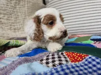 Daisy, a male Cavapoo for sale in Goshen, IN – Photo 2 of 5