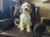 Mario, a male Cavapoo for sale in Goshen, IN – 3 of 5