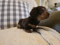 Sutter, a female Miniature Dachshund for sale in Goshen, IN – Photo 5 of 5