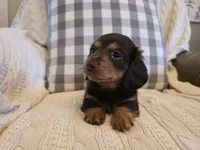 Sutter, a female Miniature Dachshund for sale in Goshen, IN – Photo 2 of 5