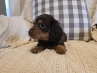 Sutter, a female Miniature Dachshund for sale in Goshen, IN – Photo 4 of 5