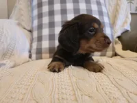 Sutter, a female Miniature Dachshund for sale in Goshen, IN – Photo 3 of 5