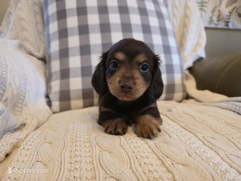 Sutter – Miniature Dachshund puppy for sale in Goshen, IN
