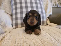 Sutter, a female Miniature Dachshund for sale in Goshen, IN – Photo 1 of 5