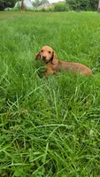 Dalgona, a male Miniature Dachshund for sale in Goshen, IN – 3 of 7