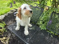 Mario, a male Cavapoo for sale in Goshen, IN – 2 of 5