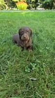 Fudge, a female Miniature Dachshund for sale in Goshen, IN – 3 of 6