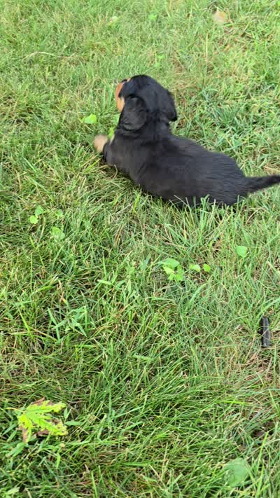 Zelda, a male Miniature Dachshund for sale in Goshen, IN – 5 of 5