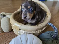 Anne, a female Miniature Dachshund for sale in Goshen, IN – 4 of 5