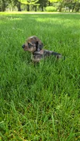 Affogato, a male Miniature Dachshund for sale in Goshen, IN – 2 of 5