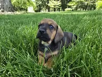 Cortado, a male Miniature Dachshund for sale in Goshen, IN – 5 of 6