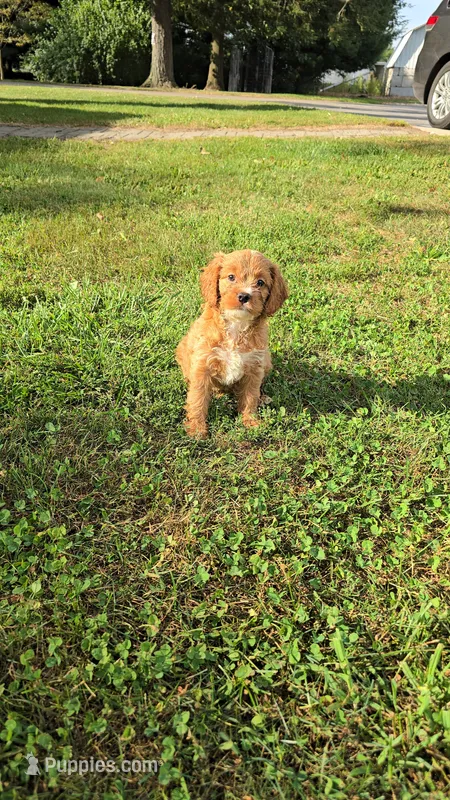 Rose – Cavapoo puppy for sale in Goshen, IN
