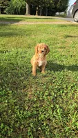 Rose, a female Cavapoo for sale in Goshen, IN – 1 of 7