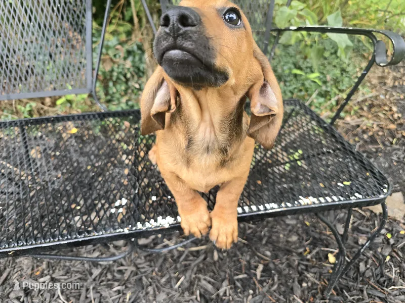 Cortado – Miniature Dachshund puppy for sale in Goshen, IN