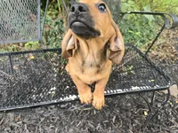 Cortado, a male Miniature Dachshund for sale in Goshen, IN – 1 of 6